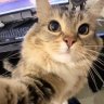Fainted