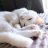 meow179